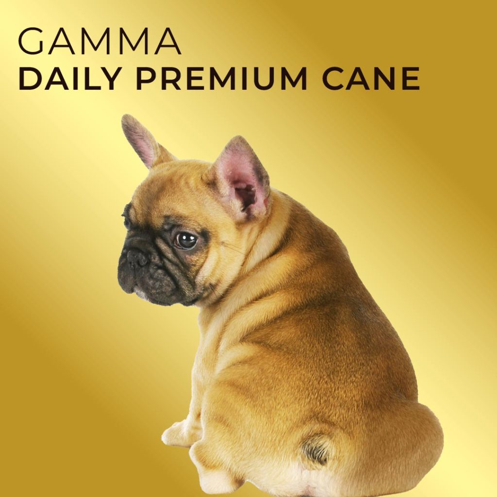 gamma daily premium cane