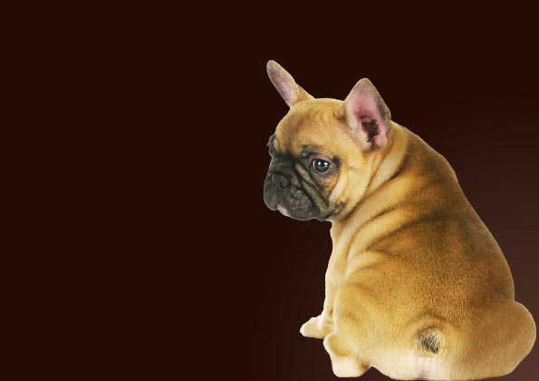 cane in posa sfondo nero