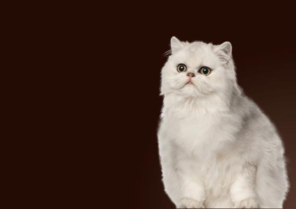 gatto in posa sfondo nero