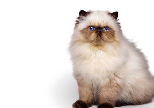 gatto in posa sfumato